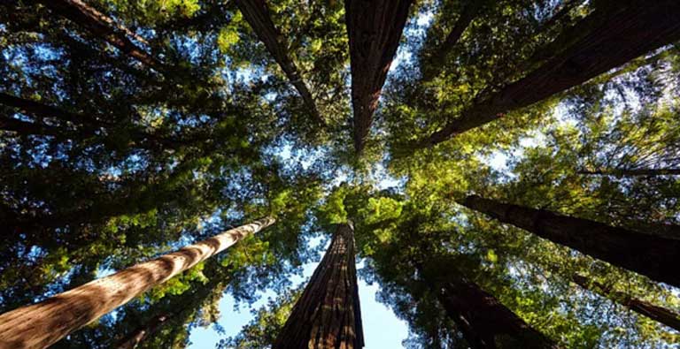 Redwood Milli Parkı