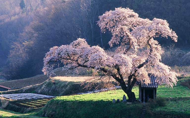 Tokyo, Japonya